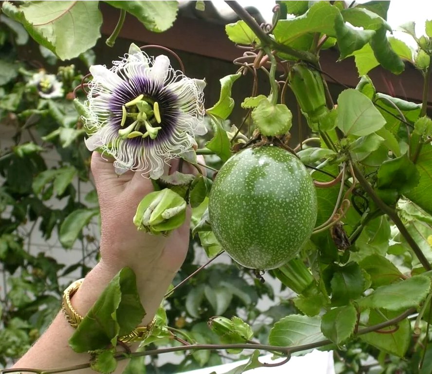 Purple Passion Fruit Passion Flower Vine Passiflora Edulis Rooted Live Plant