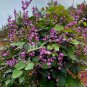 Fragrant Purple Hyacinth Bean Vine Fragrant Dolichos lablab - 10 Seeds