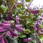 Fragrant Purple Hyacinth Bean Vine Fragrant Dolichos lablab - 10 Seeds
