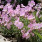 Showy Evening Primrose Pink Ladies Organic Oenothera speciosa - 1000 Seeds