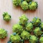 Seuss Inspired Chartreuse Heirloom Romanesco Broccoli Brassica oleracea - 100 Seeds