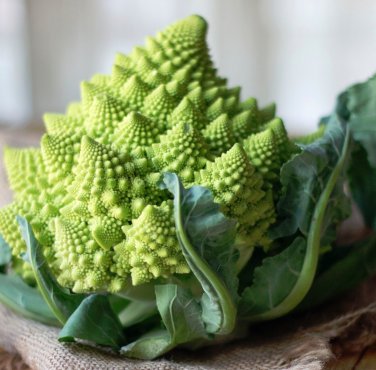 Seuss Inspired Chartreuse Heirloom Romanesco Broccoli Brassica oleracea - 100 Seeds