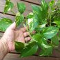Variegated Golden Pothos Devil's Ivy Epipremnum aureum - 15+ Rooted Cuttings Live Plants
