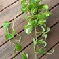 Pothos Devil's Ivy Epipremnum aureum - 15+ Rooted Cuttings Live Plants