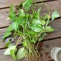 Variegated Golden Pothos Devil's Ivy Epipremnum aureum - 15+ Rooted Cuttings Live Plants