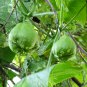 Mirliton Chayote Pear Squash Organic Sechium edule -  Live Plant