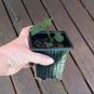 Mirliton Chayote Pear Squash Organic Sechium edule -  Live Plant