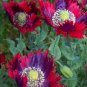 Beautiful Poppy  Drama Queen Papaver hybridum laciniatum - 80 Seeds