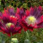 Beautiful Poppy  Drama Queen Papaver hybridum laciniatum - 80 Seeds