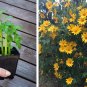 Magnificent Tree Marigold Bolivian Sunflower Tithonia diversifolia - Live Plant