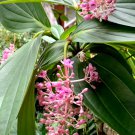 Rare Tropical Chandelier Plant Showy Melastome Medinilla cummingii - 50 Seeds