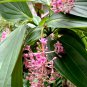 Rare Tropical Chandelier Plant Showy Melastome Medinilla cummingii - 50 Seeds