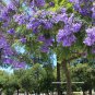 Beautiful Blue Purple Brazilian Rose Wood Jacaranda mimosifolia - 25 Seeds