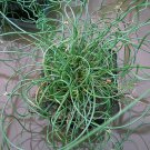 Corkscrew Rush Curly Wurly Grass Juncus effusus spiralis - 25 Seeds