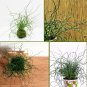 Corkscrew Rush Curly Wurly Grass Juncus effusus spiralis - 25 Seeds