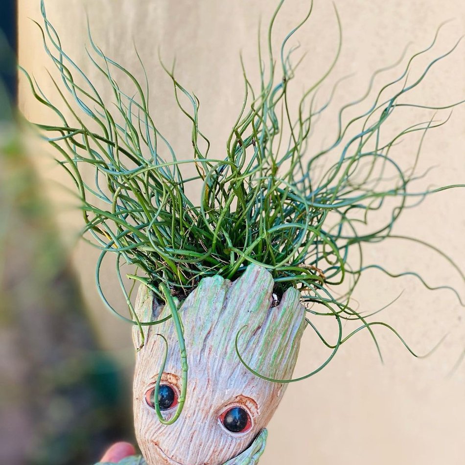 Corkscrew Rush Curly Wurly Grass Juncus effusus spiralis 25 Seeds