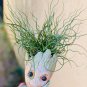 Corkscrew Rush Curly Wurly Grass Juncus effusus spiralis - 25 Seeds