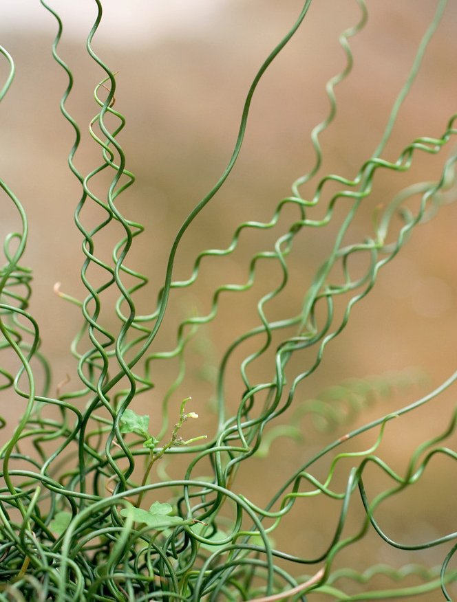 Corkscrew Rush Curly Wurly Grass Juncus effusus spiralis 25 Seeds
