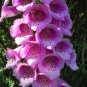 Fairy Thimbles Hardy Foxglove Mix Digitalis purpurea - 250 Seeds