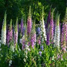 Fairy Thimbles Hardy Foxglove Mix Digitalis purpurea - 250 Seeds