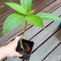 Pink Brugmansia Angels Trumpet Frosty Pink - 1 Rooted Live Plant