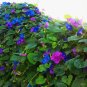Cuttings! Perennial Morning Glory Blue Dawn Flower (seedless) Ipomoea indica - 5 Unrooted Cuttings