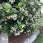 Fragrant Southern Star Jasmine Vine White Trachelospermum jasminoides - 10 Cuttings