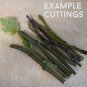 Fruiting Fig Assortment Ficus carica - 6 Unrooted Cuttings