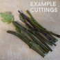 Cuttings! Assorted Fruiting Fig Ficus carica - 6 Unrooted Cuttings