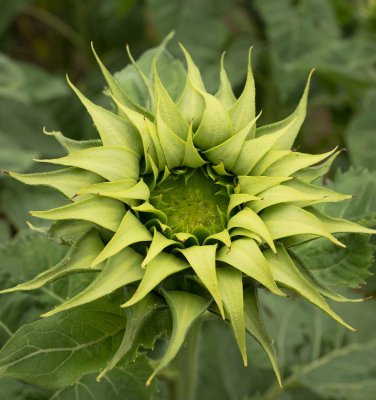 Unusual Sunflower SunFill Green Helianthus Annuus - 20 Seeds