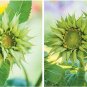 Unusual Sunflower SunFill Green Helianthus Annuus - 20 Seeds