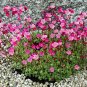 Rock Breaker Mossy Rockfoil Pink Shades Saxifraga x arendsii  - 50 Seeds