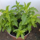 Mexican Epazote Herb Organic Dysphania ambrosioides - 150 Seeds