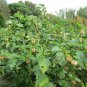 Organic Aguaymanto Peruvian Goldenberry Uchuva Physalis Peruviana - Live Plant