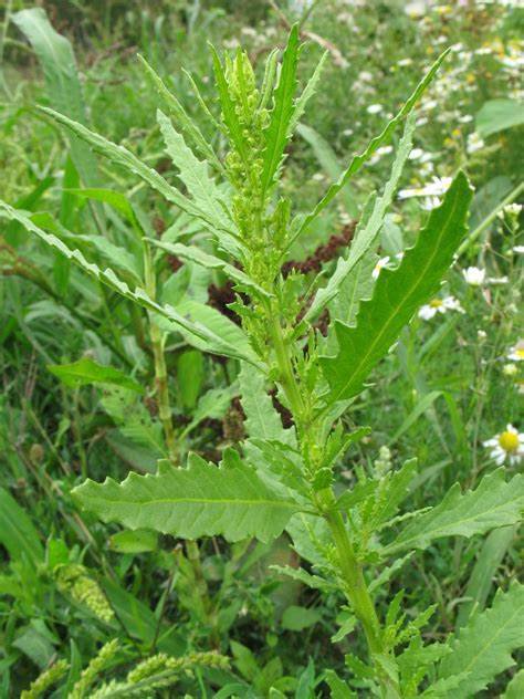 Mexikanischer Drüsengänsefuß, Epazote - Dysphania ambrosioides