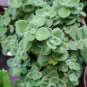 Cuttings! Rare Organic Succulent Camphor Aroma Herb Vick's Plant Plectranthus hadiensis tomentosa