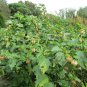 Organic Uchuva Aguaymanto Peruvian Goldenberry Physalis Peruviana - Live Plant