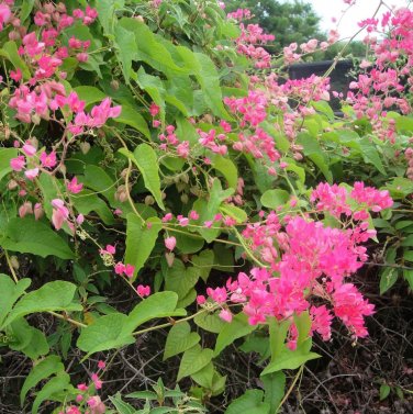 Pink Coral Vine Chain of Love Antigonon leptopus - 10 Seeds