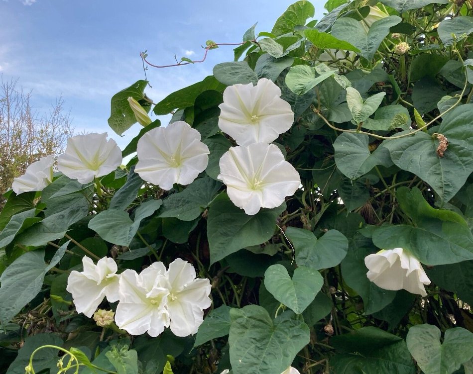Alabaster White Moon Flower Vine Ipomoea alba 25 Seeds