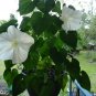 Alabaster White Moon Flower Vine Ipomoea alba - 25 Seeds