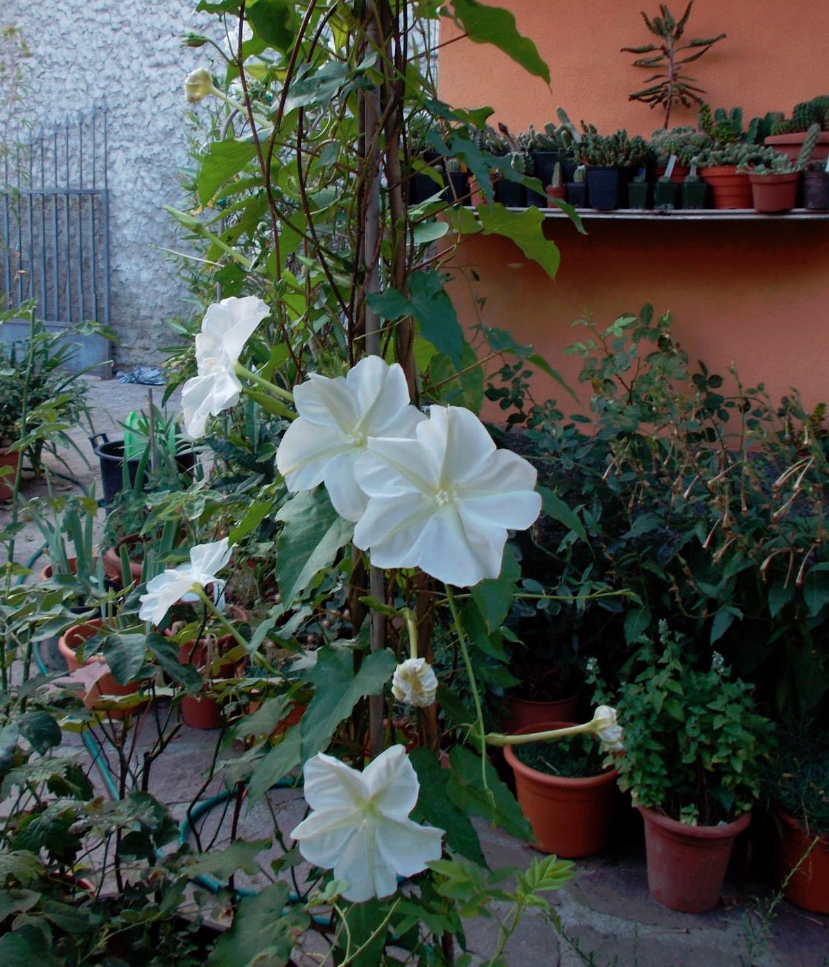 Alabaster White Moon Flower Vine Ipomoea alba - 25 Seeds