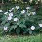 Night Blooming White Bush Moonflower Datura - 10 Seeds