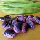Scarlet Runner Heirloom Bean Organic Phaseolus Coccineus - 25 Seeds