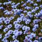 True Blue African Daisy Rare Felicia heterophylla - 40 Seeds