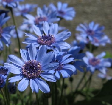 True Blue African Daisy Rare Felicia heterophylla - 40 Seeds