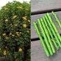 Cuttings! Tree Marigold Bolivian Sunflower Tithonia Diversifolia - 20 Unrooted Cuttings