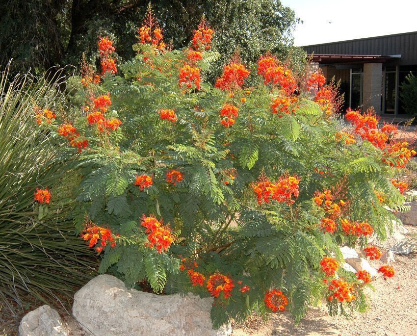 Dwarf Poinciana Red Pride of Barbados Peacock Caesalpinia pulcherrima