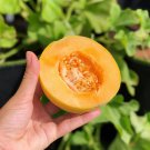 Minnesota Midget Heirloom Sugar Melon Cucumis Melo - 25 Seeds