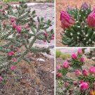 Tree Cholla Hardy Chain Link Cactus Cylindropuntia imbricata - Live Plant