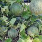 Sugar Melon Minnesota Midget Cucumis Melo - 25 Seeds